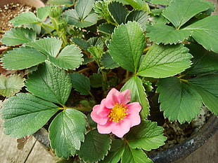 potted Strawberry plant with pink flowers HD wallpaper