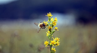 bee on yellow petaled flowers in selective focus photography HD wallpaper