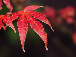 red leaf plant closeup photography, ahorn HD wallpaper