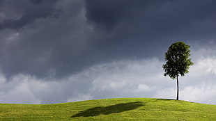 tree on green grass field under cumulus clouds HD wallpaper