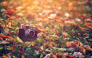 black and gray compact camera, camera, fall, leaves, macro HD wallpaper