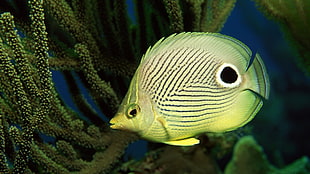 yellow and black fish, fish, coral