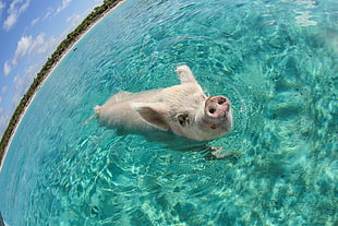white pig, animals, fisheye lens, sea, pigs HD wallpaper