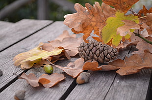 green and brown acorns on wood plank near leaves HD wallpaper