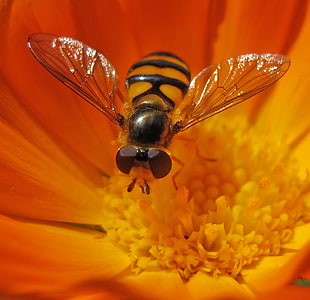 bee on flower close-up photography, hover fly HD wallpaper