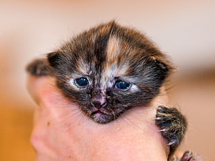 right human hand holding black and brown kitten