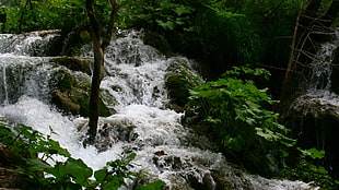 nature, forest, river