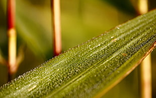 close-up photography of green leaf