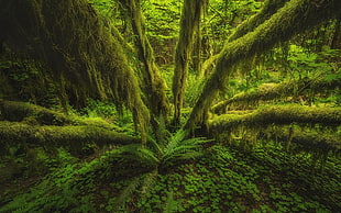 aerial view of green tress, nature, landscape, forest, rainforest