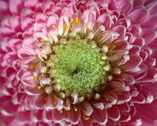 pink chrysanthemum flower in close up photography HD wallpaper