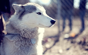 close photo of Siberian Husky HD wallpaper
