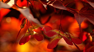 red and yellow flower, flowers, leaves, red, plants