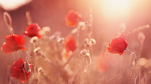 red petaled flowers