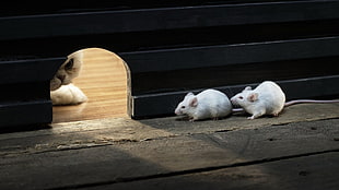 two white mice, animals, cat, waiting, wood HD wallpaper