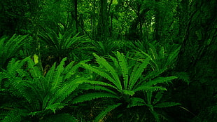 green plants, ferns