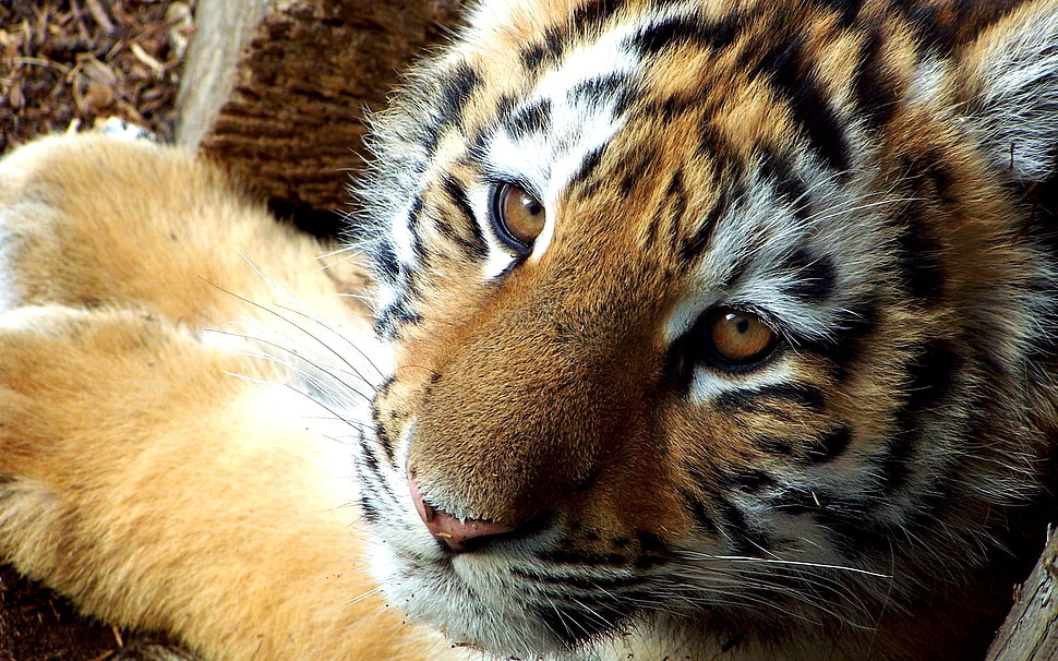 close-up photography of tiger HD wallpaper