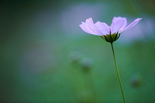 selective photography of pink petaled flower