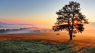 green tree and grass meadow, trees, Sun, mist