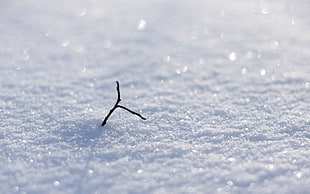 brown branch on white snow HD wallpaper