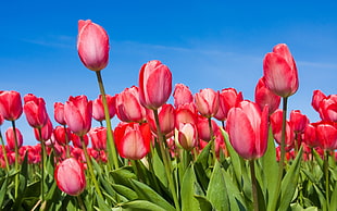 tulip flowers photo HD wallpaper