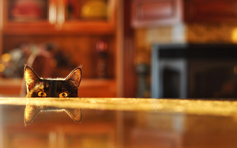 black short-coat cat beside brown wooden tabletop HD wallpaper