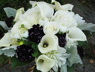 closeup photo of white callalily flowers