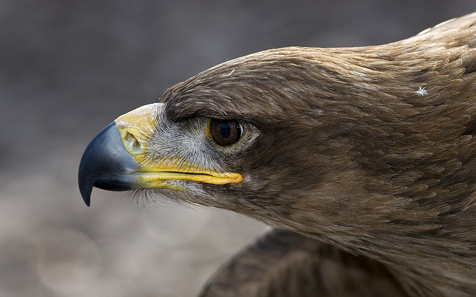 Bird,  Close-up,  Feathers,  White HD wallpaper