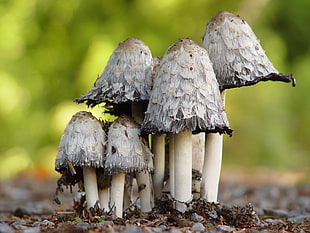 grey and white mushrooms HD wallpaper