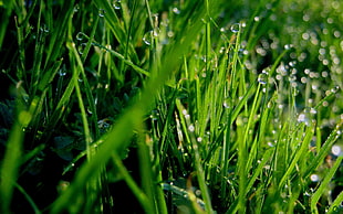 green grass macro photography with dew drops HD wallpaper
