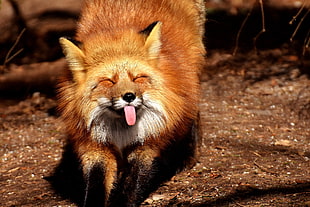 orange fox showing tongue at daytime HD wallpaper