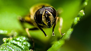 micro photography of yellow and black bee HD wallpaper