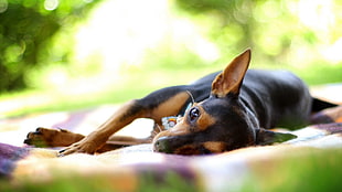 smooth black and tan Chihuahua, animals, dog HD wallpaper
