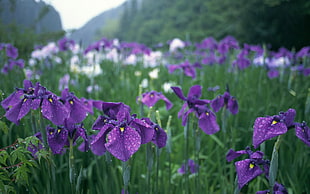 purple Iris flower field HD wallpaper
