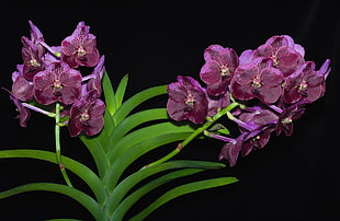 pink Vanda Orchid flowers HD wallpaper