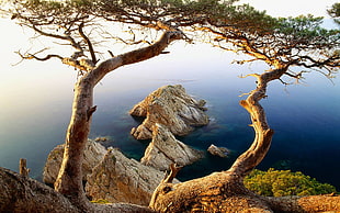 rocky shore landscape during daytime HD wallpaper