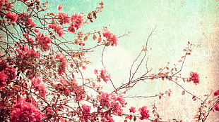 Azalea flower on tree branches HD wallpaper