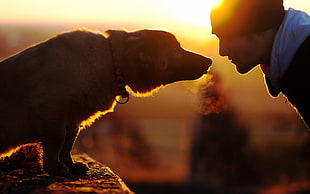 brown dog, dog, men, sunset, emotion HD wallpaper