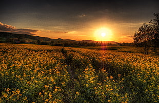 yellow flower field during sunset HD wallpaper