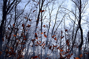 brown leaves in forest