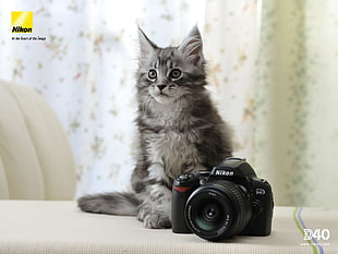gray cat beside black Nikon DSLR camera
