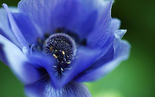 closeup photography of blue Poppy flower HD wallpaper