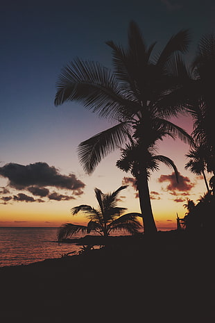 green palm tree, nature, beach, trees, water