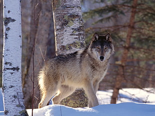 white and beige wolf standing beside white tree during daytime