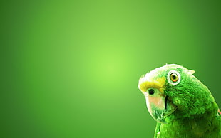 green feather bird HD wallpaper