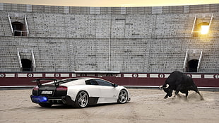 black bull and white Lamborghini coupe, car, Lamborghini, bulls