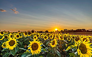 landscape photography of sunflower field during golden hour HD wallpaper