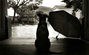 grayscale photo of dog, dog, umbrella, rain HD wallpaper