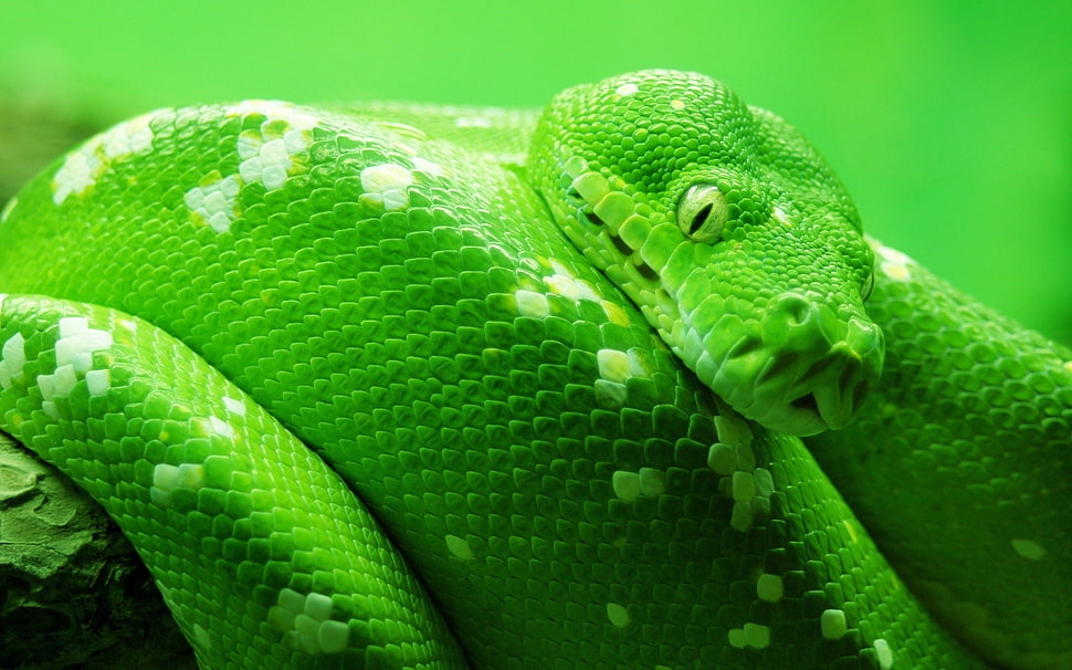 close up photo of a green snake HD wallpaper