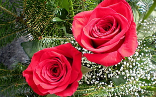 two red roses close-up photo