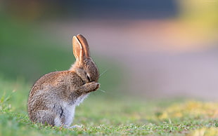 brown rabbit on green field